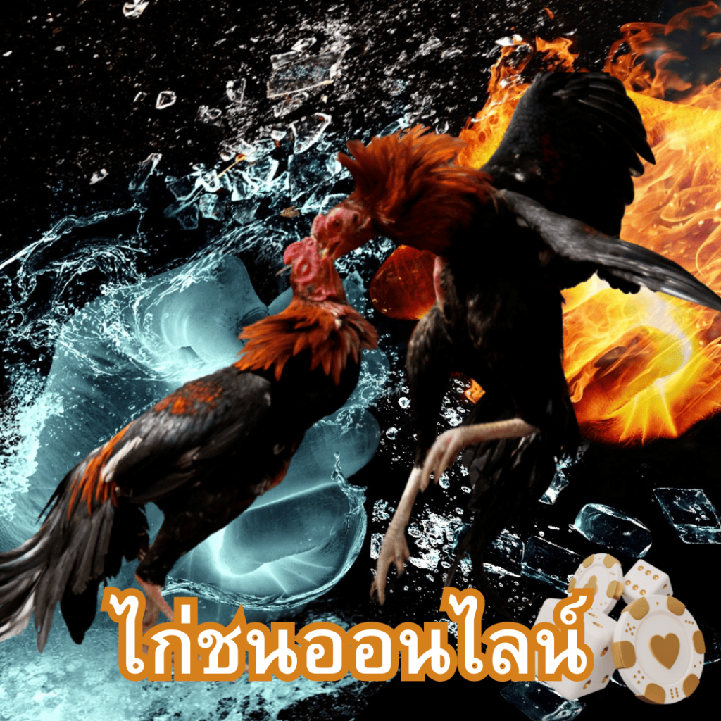 ไก่ชน.fun